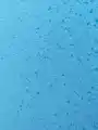 Blue sponge with velcro